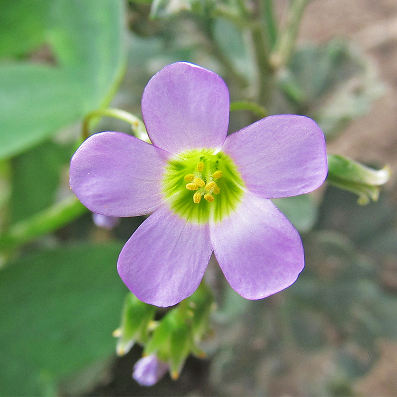 Image of Oxalis latifolia specimen.