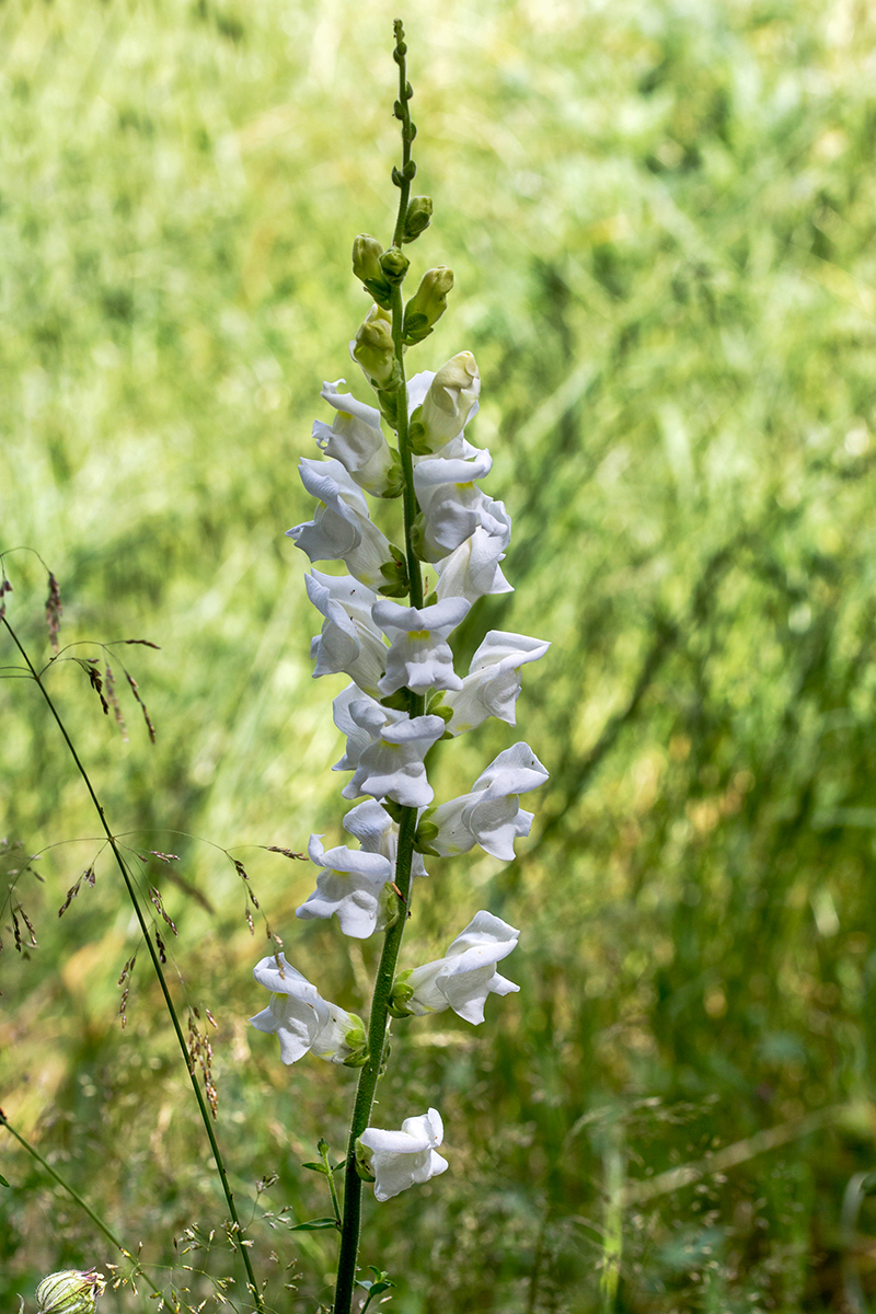 Image of Antirrhinum majus specimen.