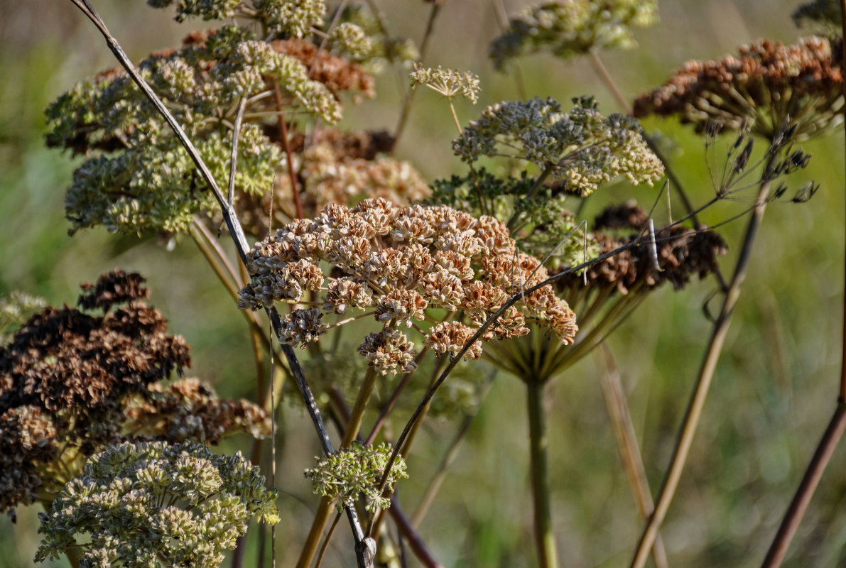 Image of Angelica sylvestris specimen.