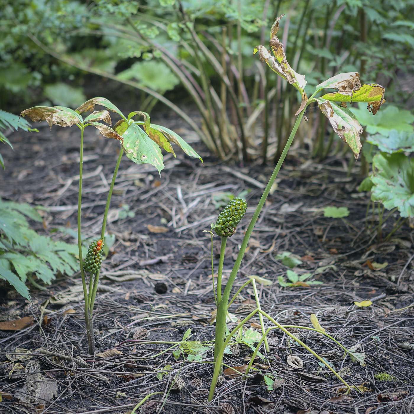 Изображение особи Arisaema robustum.