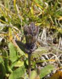 Dracocephalum grandiflorum. Верхушка развивающегося побега. Республика Алтай, Кош-Агачский р-н, верховья р. Калгуты. 3 августа 2020 г.