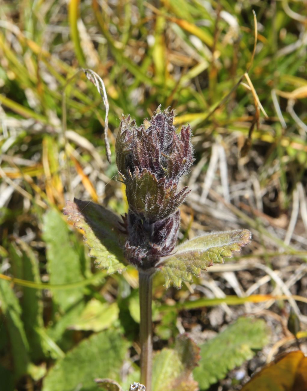 Изображение особи Dracocephalum grandiflorum.