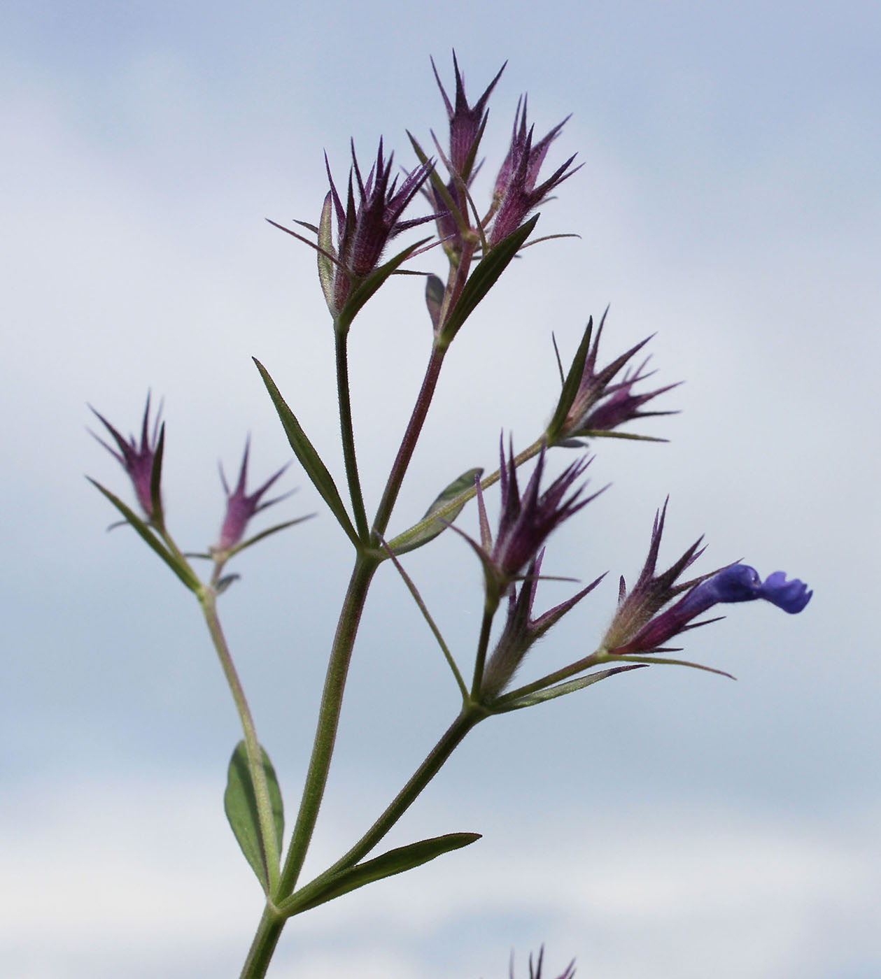 Image of Nepeta ucranica specimen.