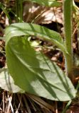 Tephroseris integrifolia. Основание побега. Республика Алтай, Чемальский р-н, лес в низкогорьях. 20.06.2010.