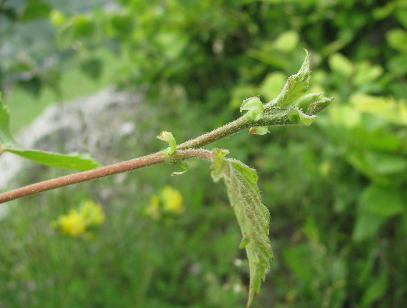 Image of Betula pubescens specimen.