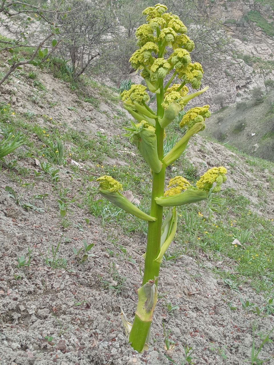 Изображение особи Ferula tadshikorum.