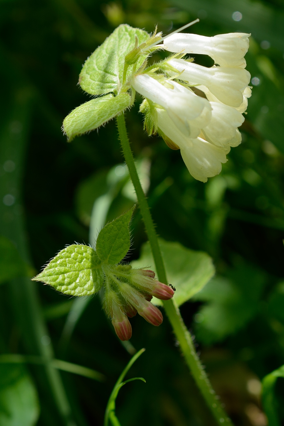 Image of Symphytum grandiflorum specimen.