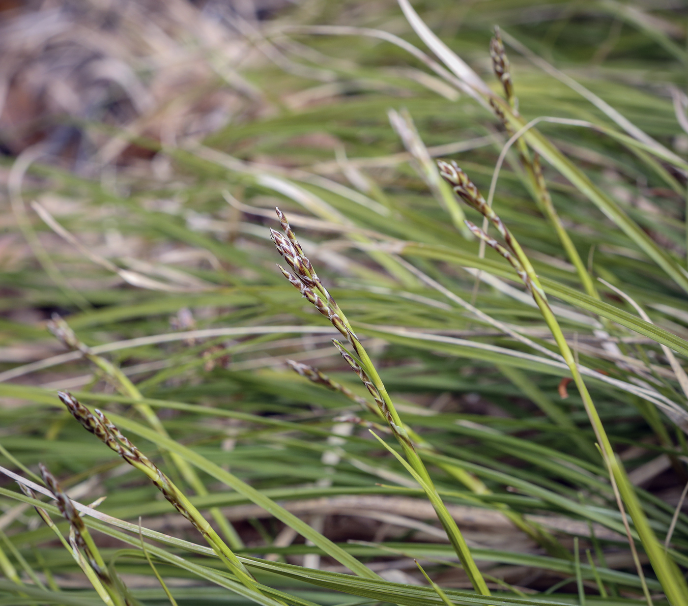 Image of Carex digitata specimen.