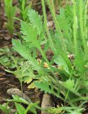 Papaver amurense