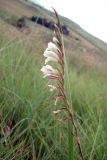 род Gladiolus. Соцветие. ЮАР, Драконовы горы, Mkhomazi Wilderness area, хр. между ручьями Kwantuba и Mkomazi, альпийский луг. 09.01.2008.