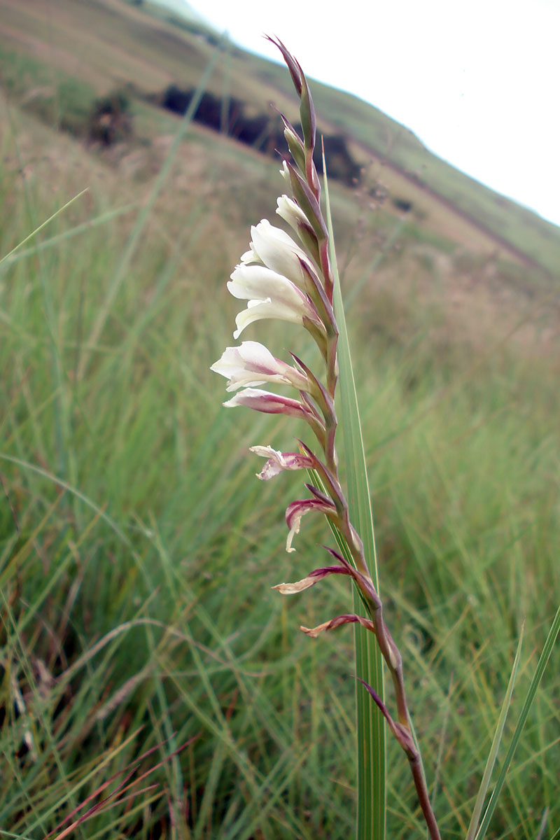 Изображение особи род Gladiolus.