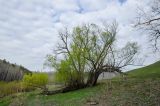 genus Salix. Взрослое дерево. Башкортостан, Зилаирский р-н, Верхнегалеевский сельсовет, окр. дер. Верхнегалеево, долина р. Сакмара, береговая терраса. 30 апреля 2022 г.