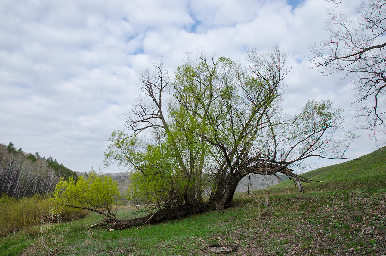 Image of genus Salix specimen.