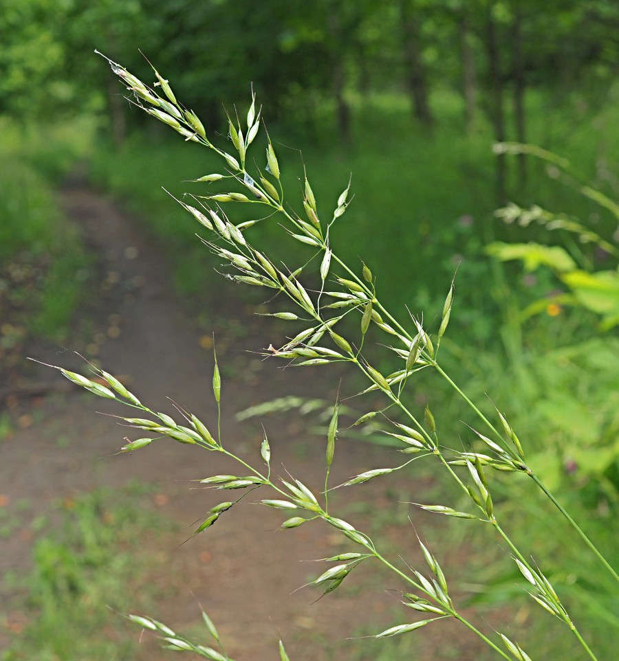 Изображение особи Arrhenatherum elatius.