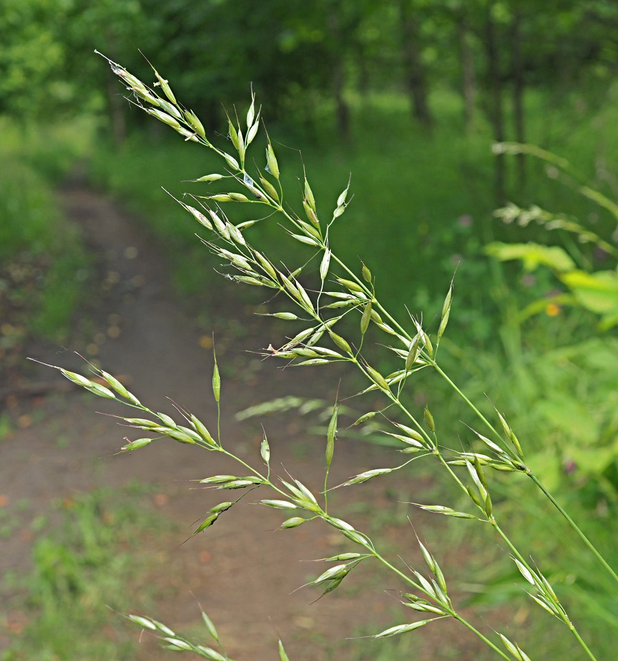 Изображение особи Arrhenatherum elatius.