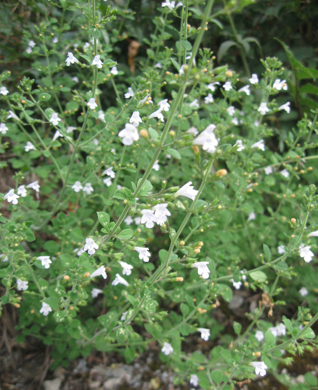 Image of Clinopodium spruneri specimen.