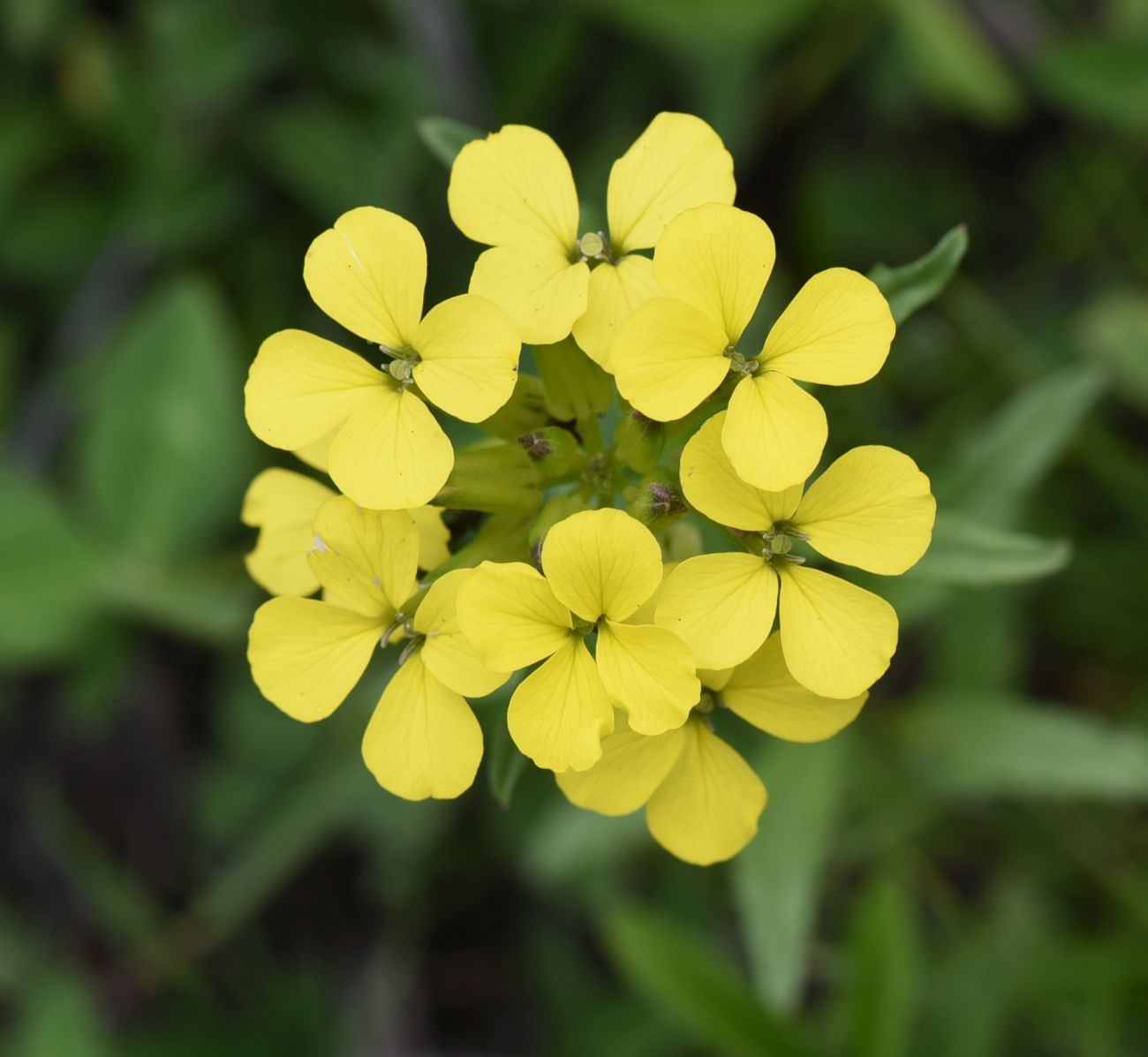 Image of genus Erysimum specimen.