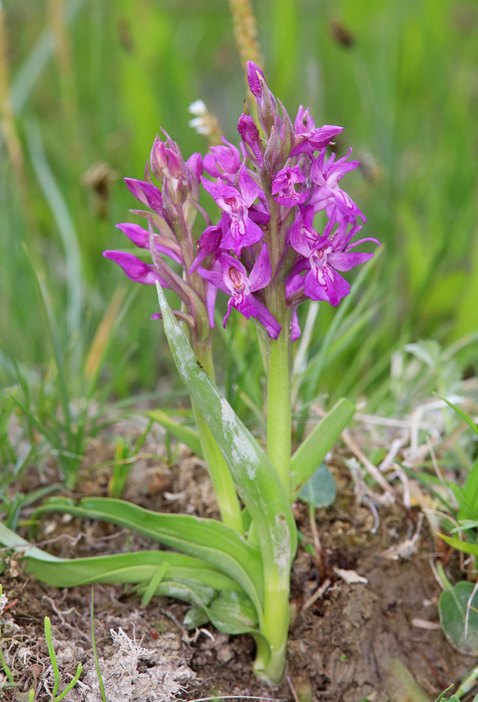 Изображение особи Dactylorhiza salina.