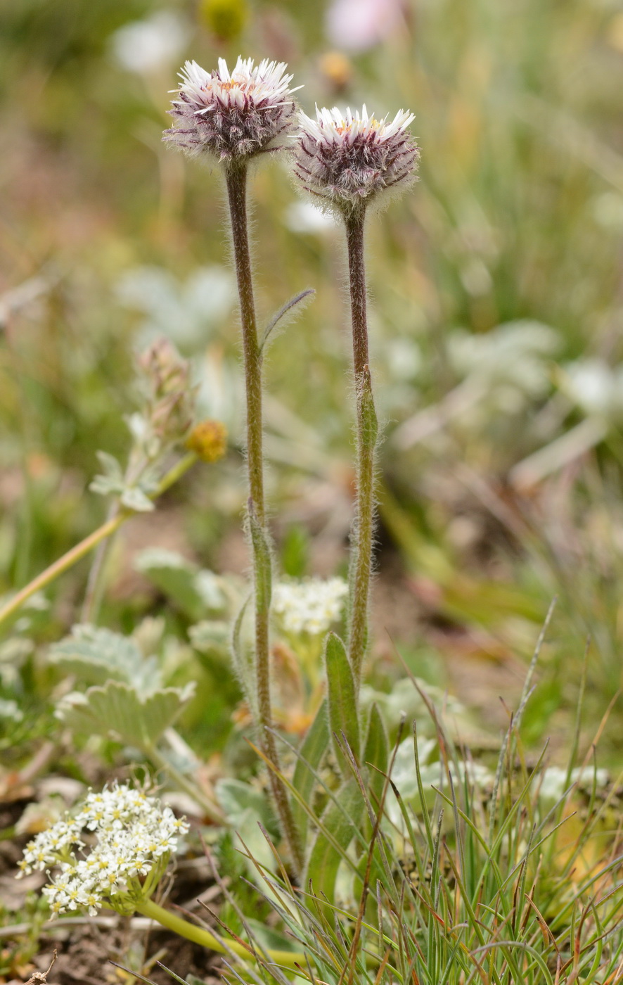 Изображение особи Erigeron lachnocephalus.