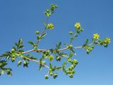 Potentilla подвид paradoxa