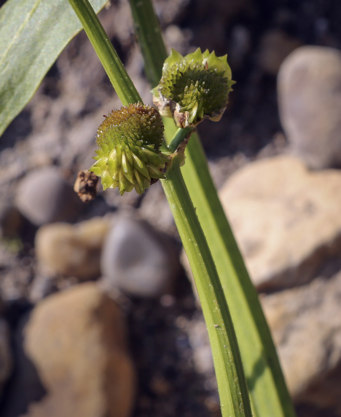 Image of Sagittaria sagittifolia specimen.