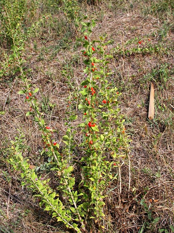 Изображение особи Lycium barbarum.