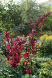 Atriplex hortensis