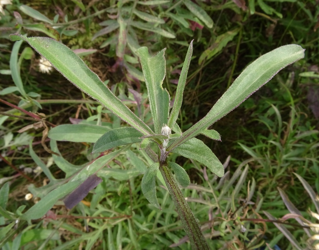 Image of Centaurea scabiosa specimen.