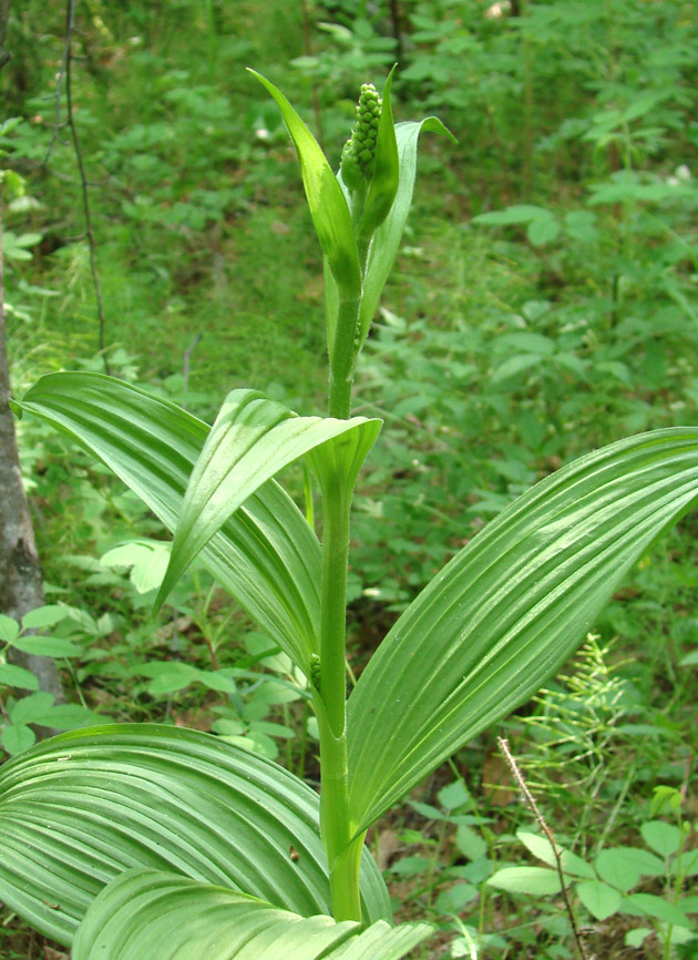 Изображение особи Veratrum lobelianum.