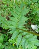 Valeriana officinalis