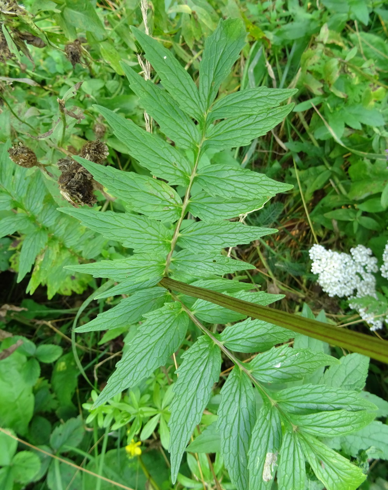 Изображение особи Valeriana officinalis.