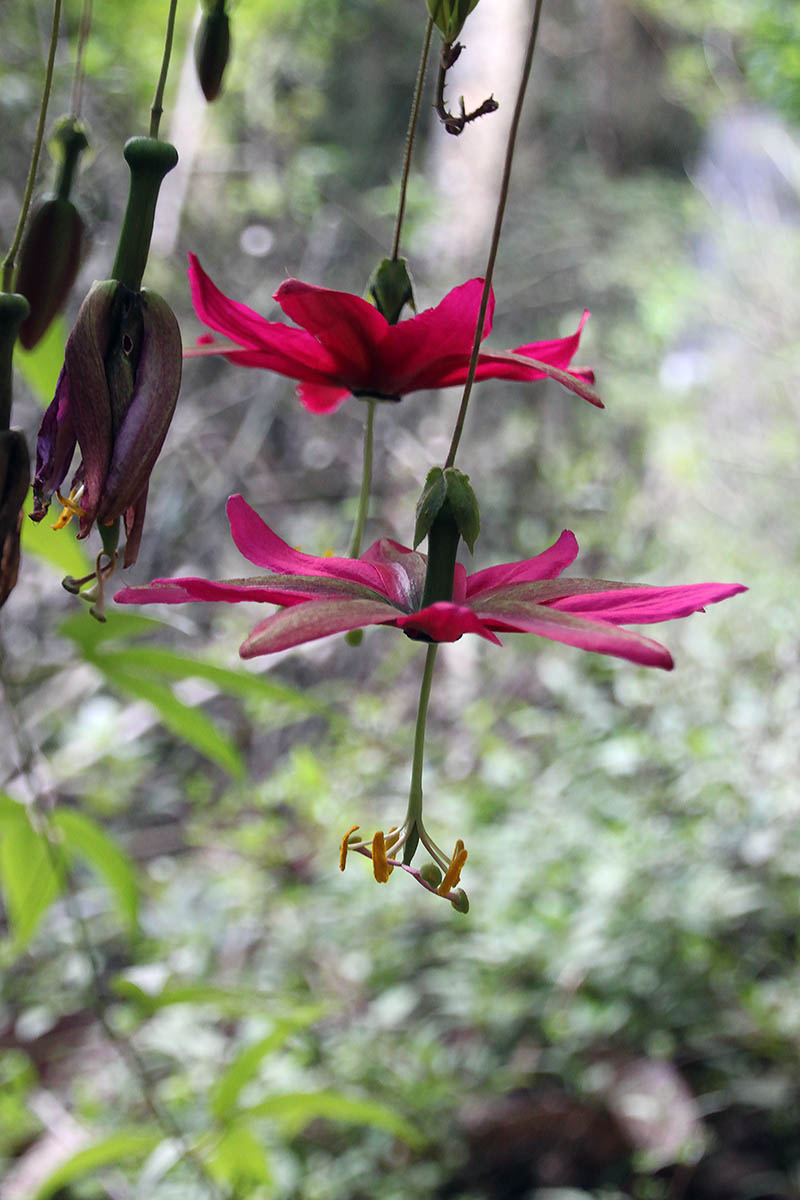Изображение особи род Passiflora.