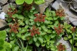 Aizopsis kurilensis
