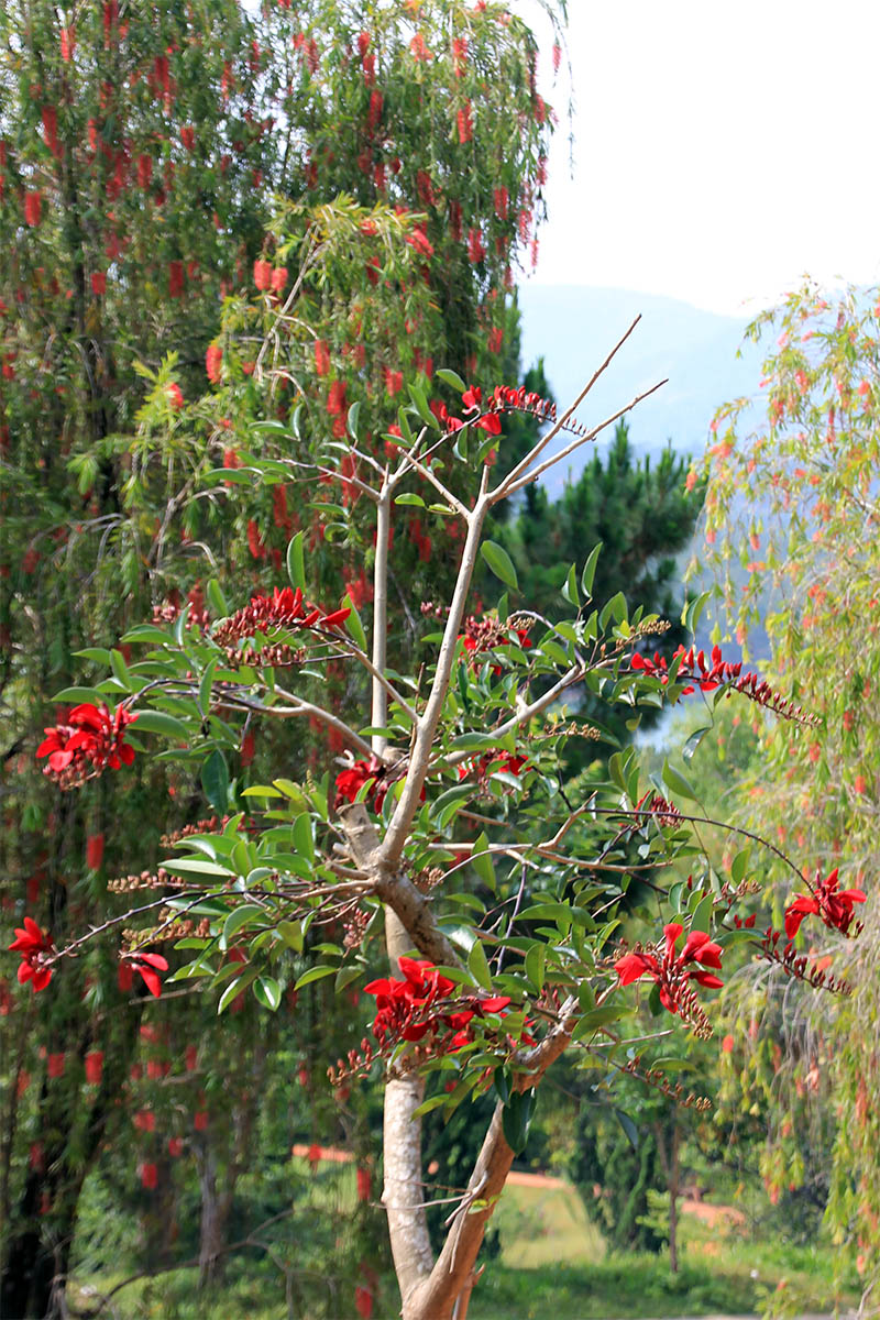 Изображение особи Erythrina crista-galli.