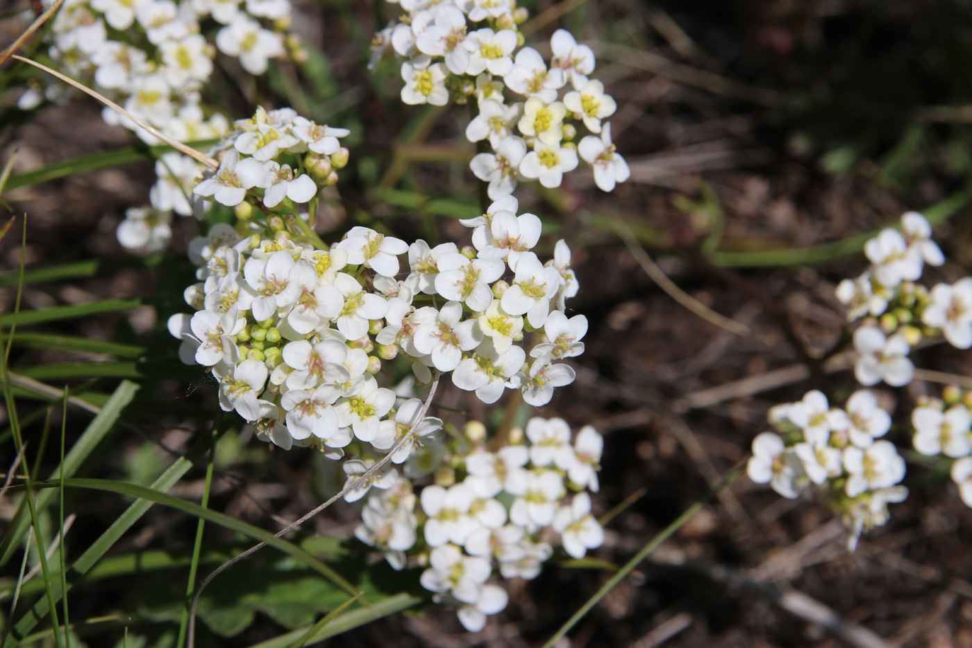 Image of Crambe tataria specimen.