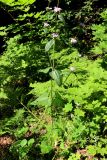 Phlomoides tuberosa