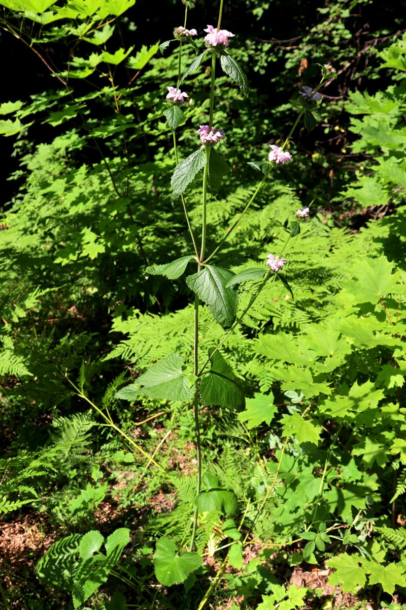 Image of Phlomoides tuberosa specimen.