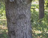 Pinus contorta. Часть ствола с лишайниками. Ярославская обл., г. Переславль-Залесский, дендрологический парк им. С. Ф. Харитонова, в культуре. 12.06.2022.