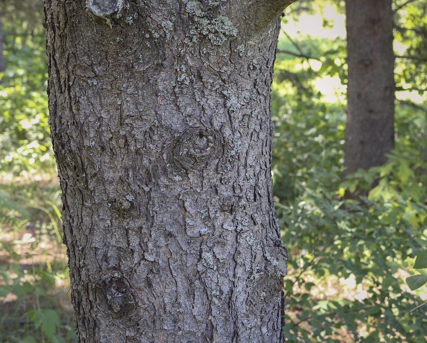 Image of Pinus contorta specimen.