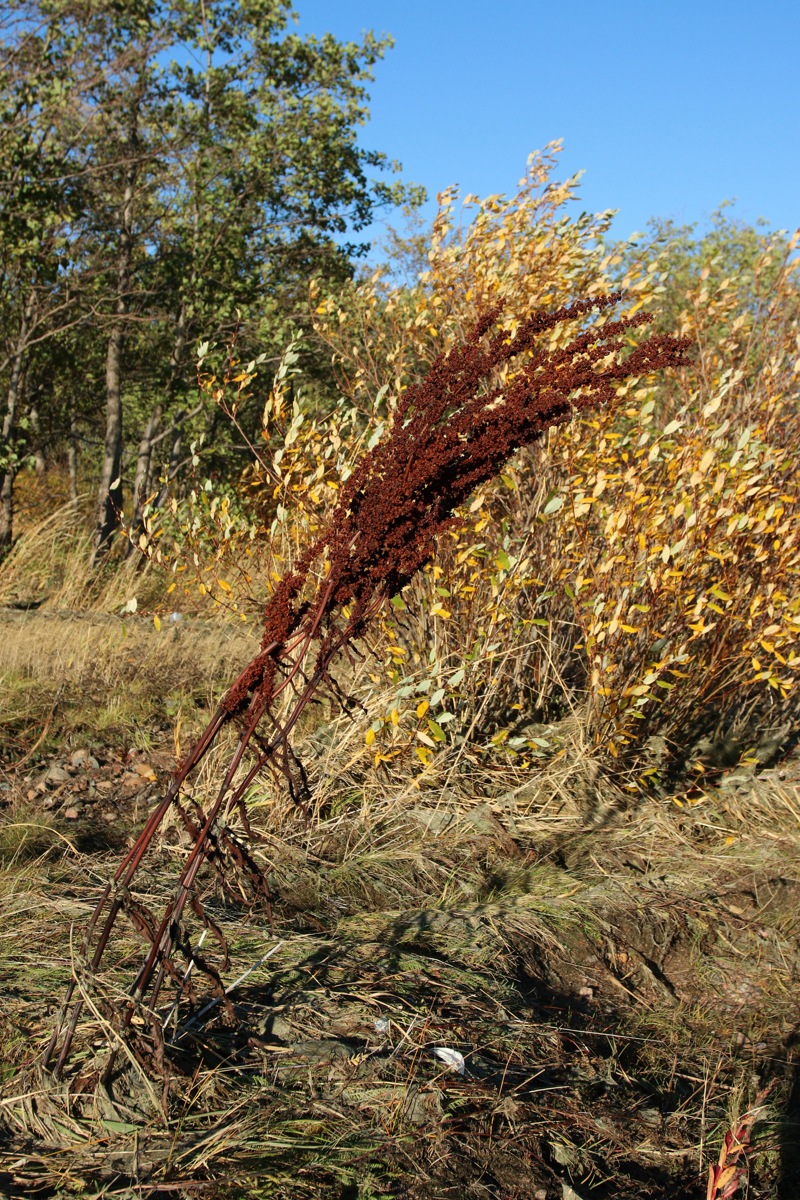 Image of Rumex crispus specimen.