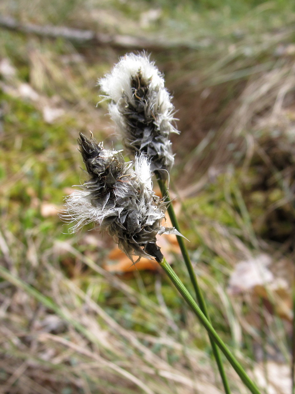 Image of Eriophorum vaginatum specimen.