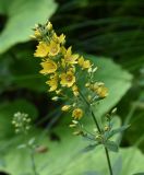 Lysimachia verticillaris. Верхушка цветущего растения. Республика Адыгея, правый борт ручья Берёзовый, поляна перед штольней № 3, луг. 31 июля 2022 г.