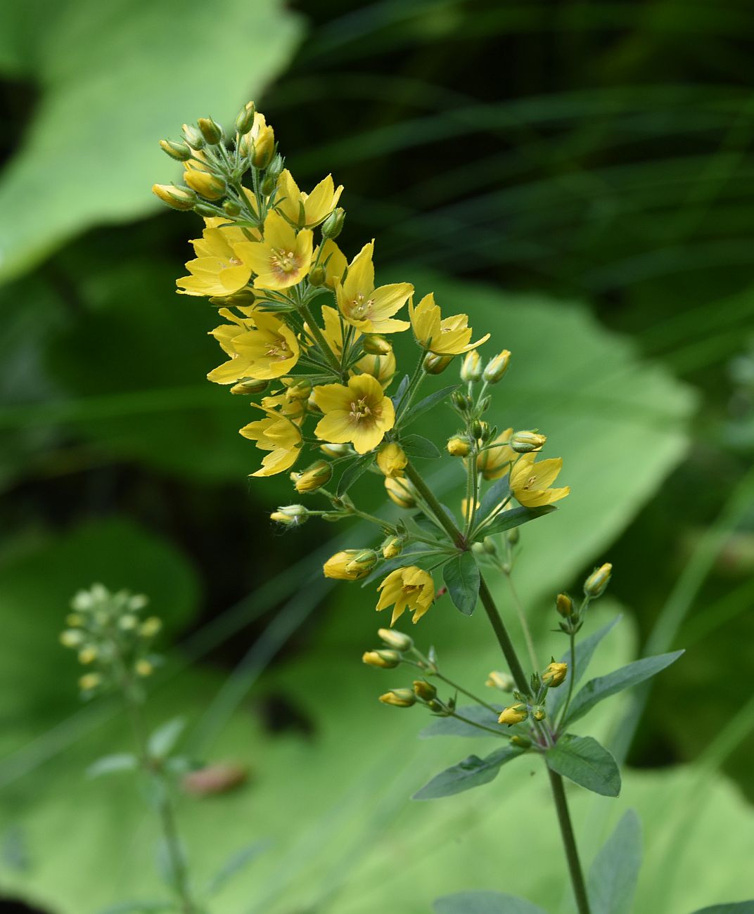 Изображение особи Lysimachia verticillaris.