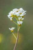 Schivereckia podolica. Соцветие. Воронежская обл., Лискинский р-н, окр. с. Дивногорье, степной склон. 01.05.2015.