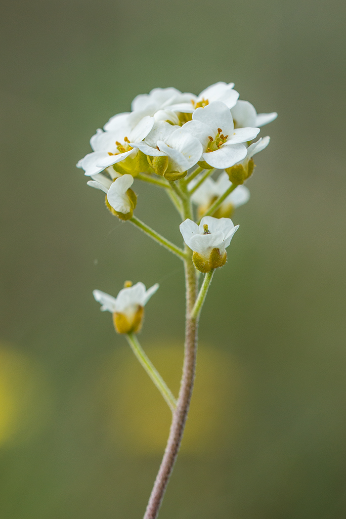 Изображение особи Schivereckia podolica.