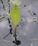 genus Alisma