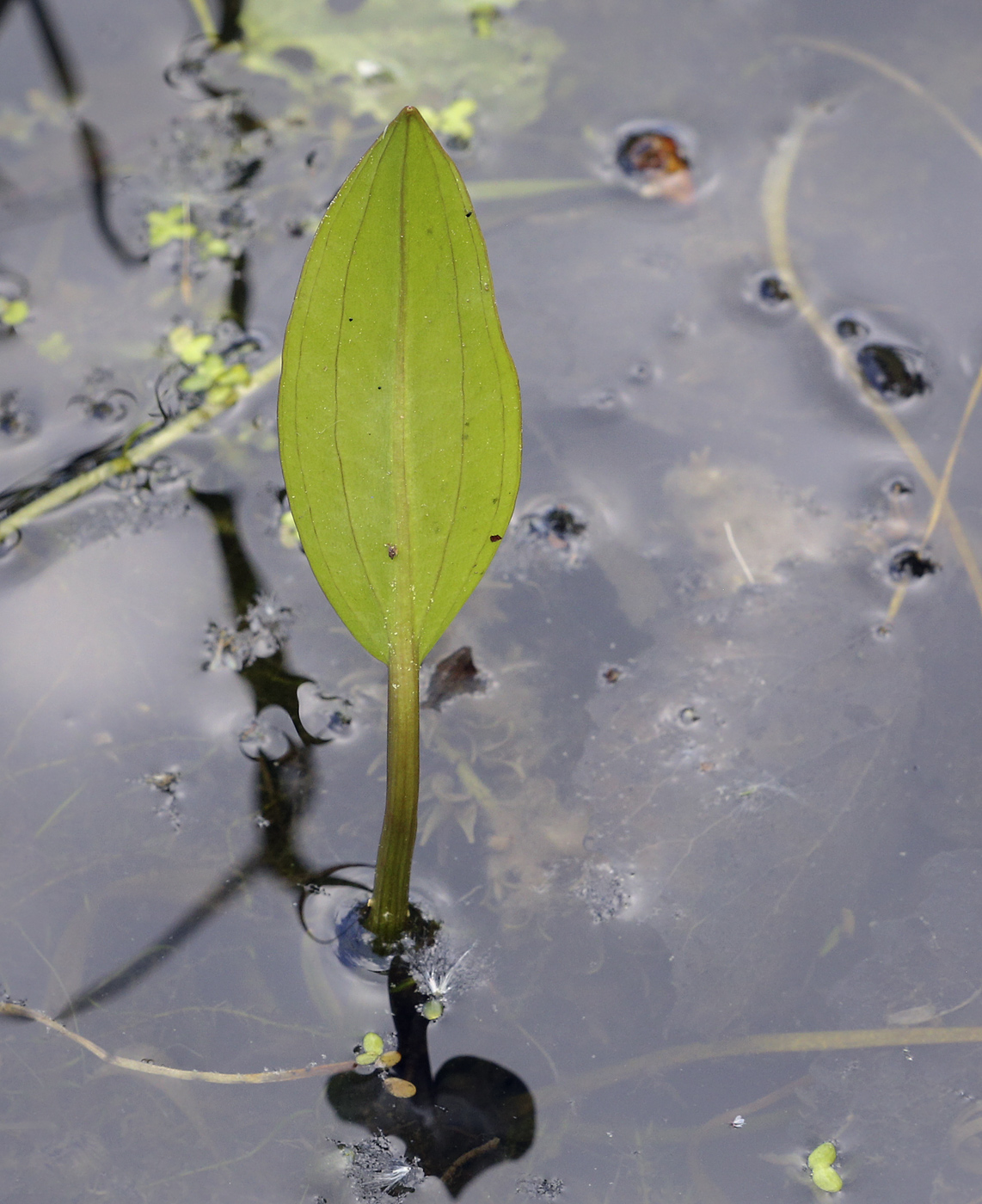 Image of genus Alisma specimen.