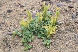 Scutellaria przewalskii