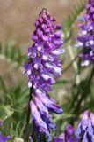 Vicia cracca. Соцветие. Ленинградская обл., Ломоносовский р-н, окр. Шепелёвского маяка; п-ов Каравалдай, берег Финского залива, песчано-валунный пляж у опушки рощи ольхи (Alnus glutinosa). 13.06.2022.