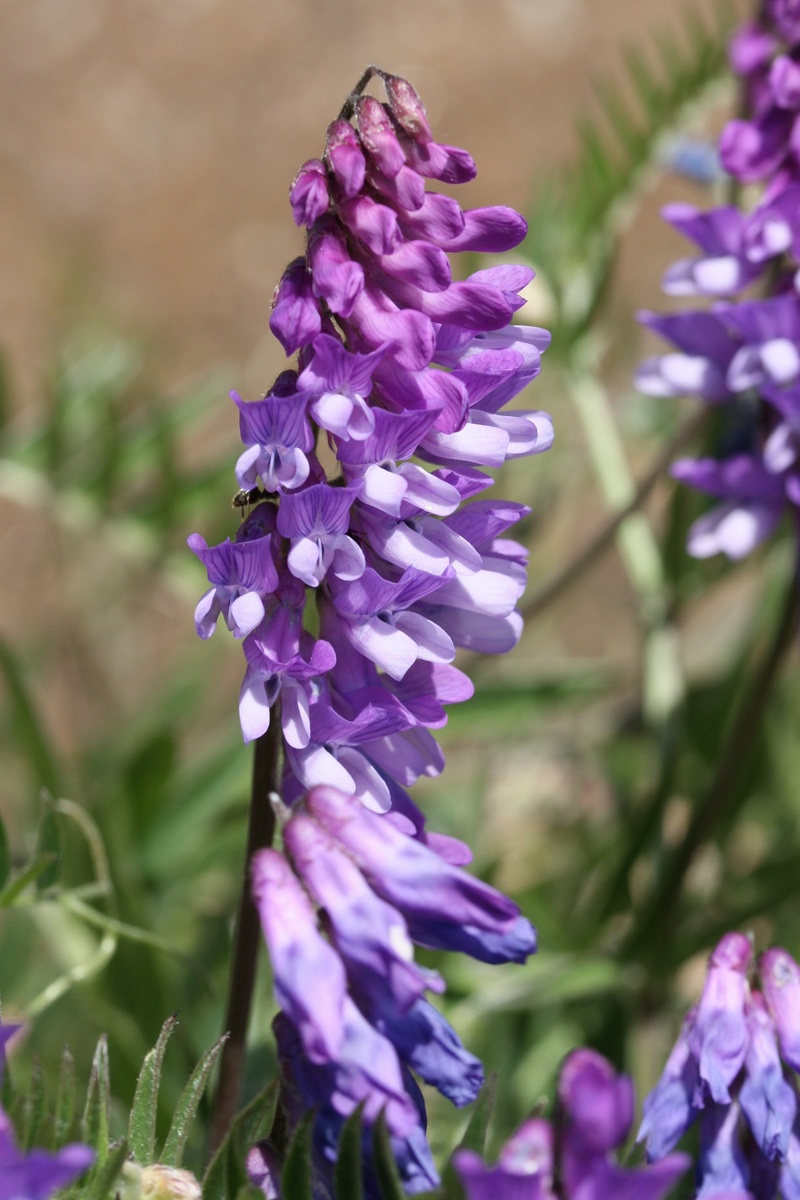 Image of Vicia cracca specimen.